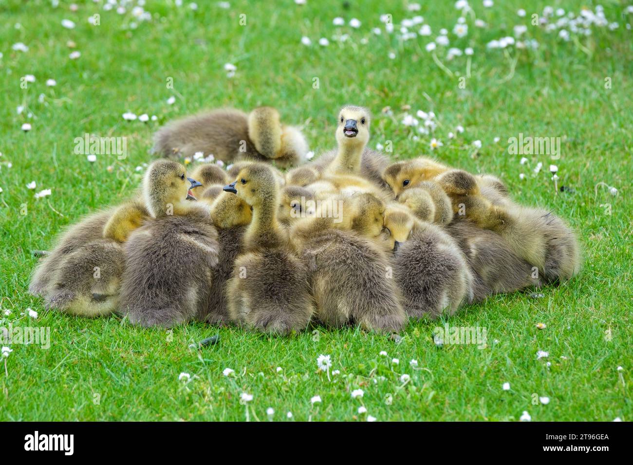 Canada Goose, Branta canadensis, Canadian Goose, Young Goslings at rest in tarda primavera/inizio estate Foto Stock