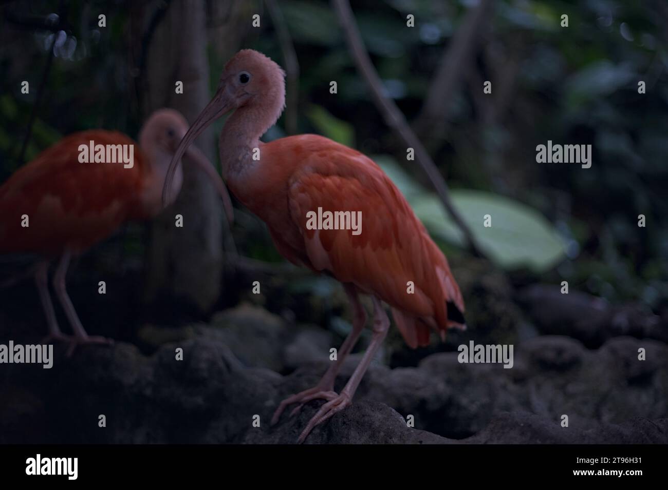 Eudocimus Ruber in piedi su una roccia di un'orangerie Foto Stock