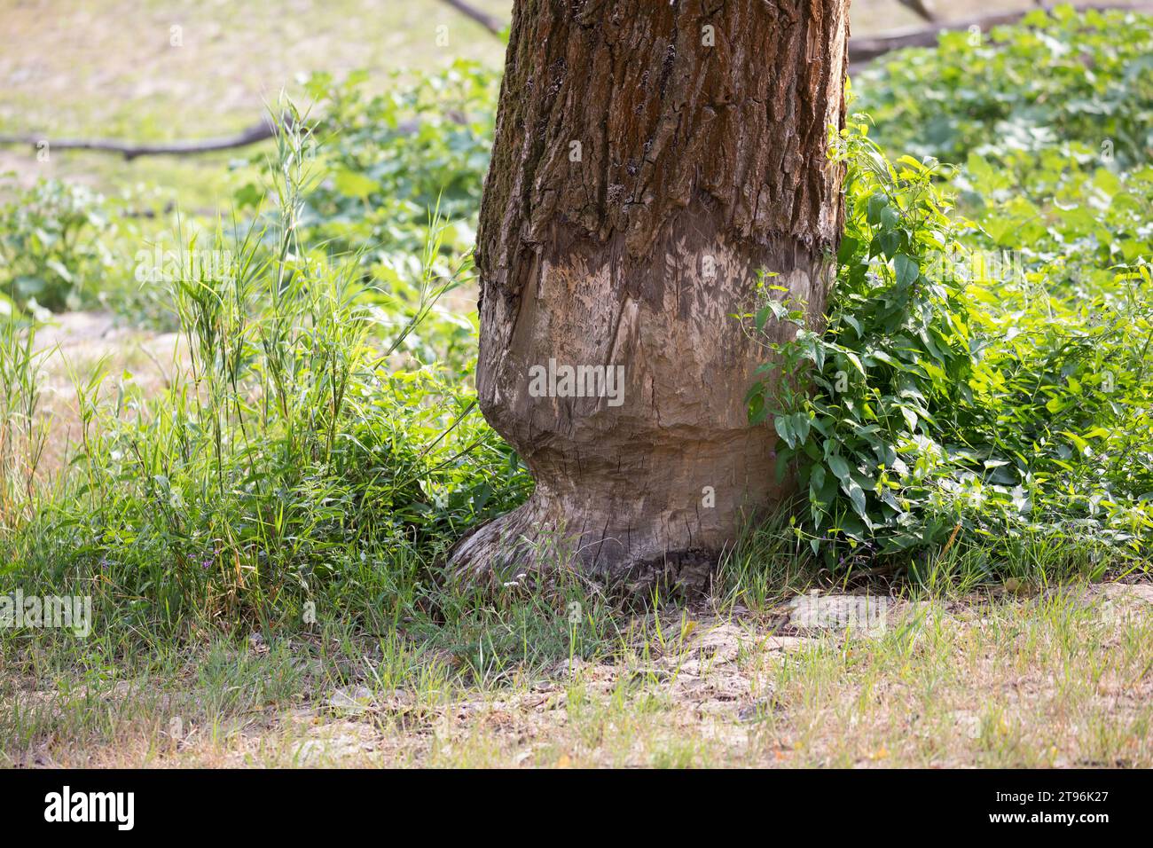 Biber, Europäischer Biber, Fraßspur vom Biber, Biber Hat Baum angenagt, Castor Fiber, Beaver, European Beaver, Castor d'Europe Foto Stock