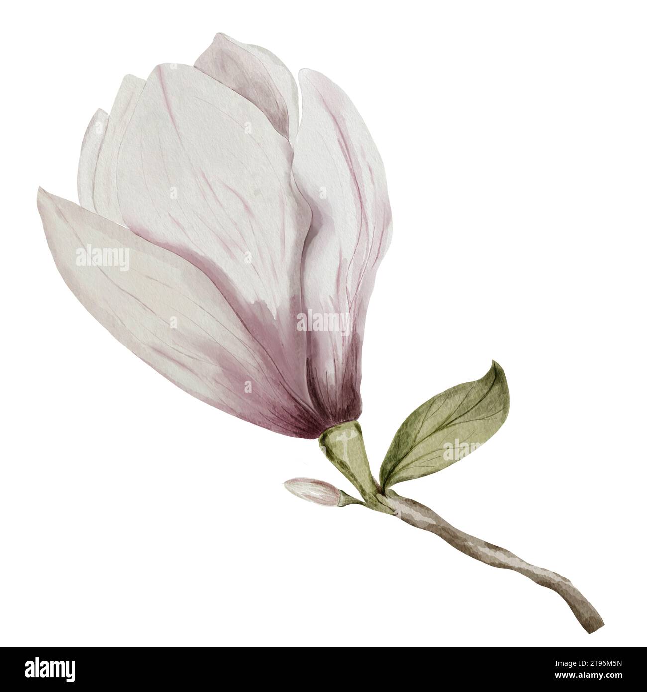 Isolare il fiore di magnolia acquerello su sfondo bianco. Fiore vintage nei colori rosa e bianco per il design di carte e inviti per matrimoni e. Foto Stock