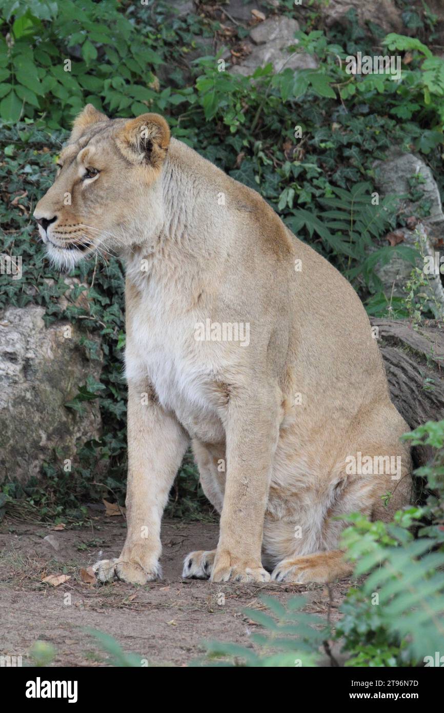 Il leone Asiatico (Panthera leo) è una popolazione di leoni nel Gujarat, India, che è elencata come minacciata dalla Lista Rossa IUCN a causa del suo piccolo po Foto Stock