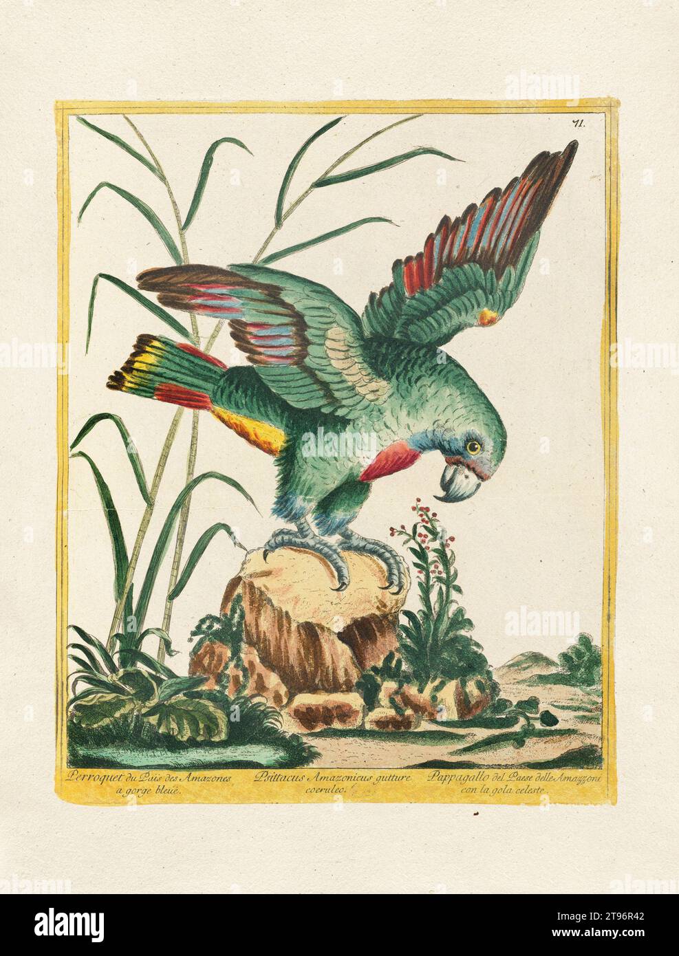 Illustrazione di uccelli d'epoca. arte ornitologica del xviii secolo. Il pappagallo. CA. 1780 Foto Stock