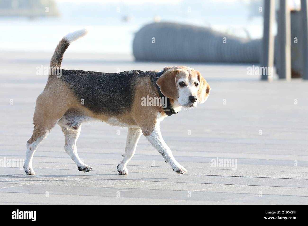 Vecchio cane beagle che cammina nel parco in estate Foto Stock