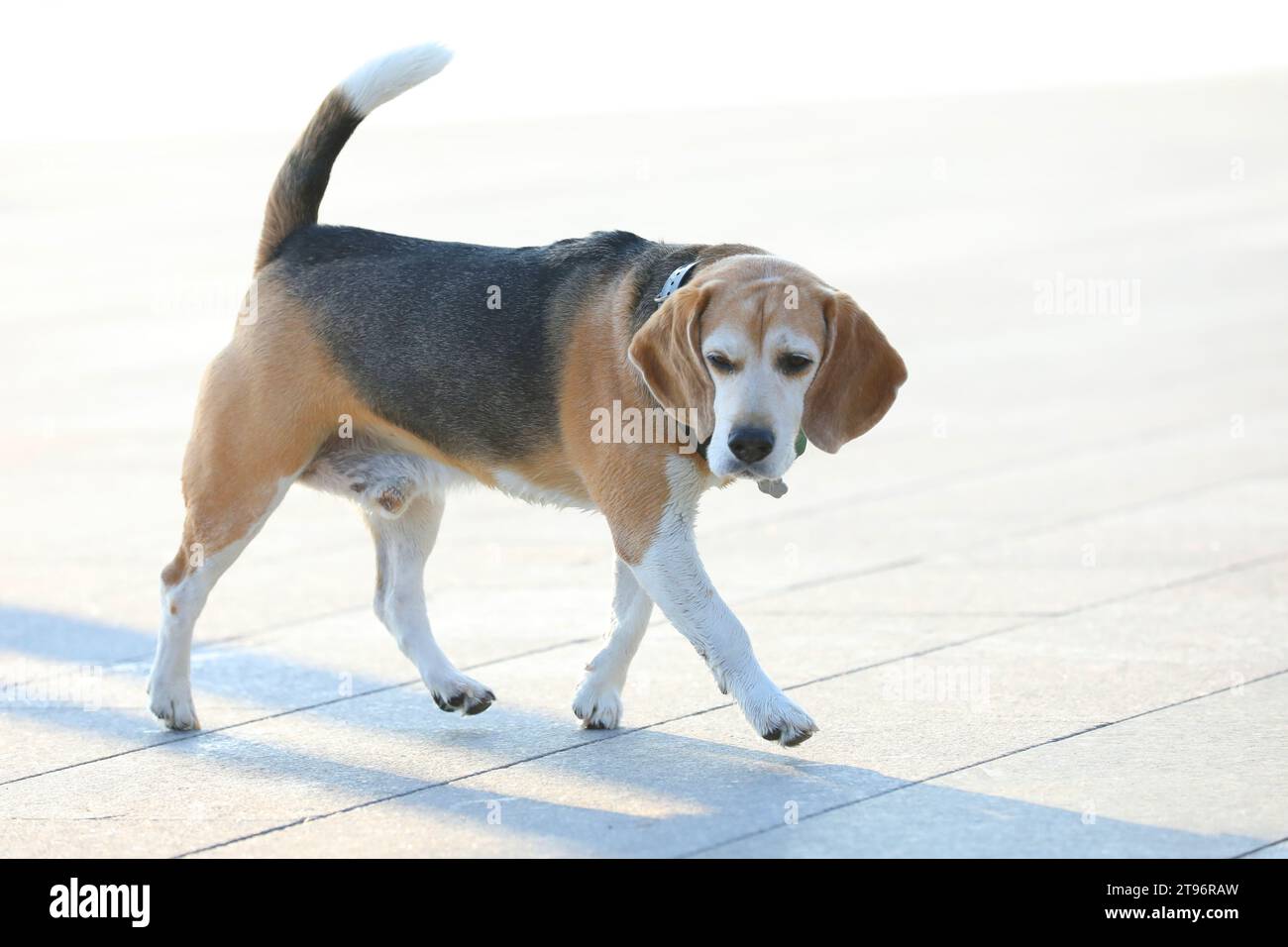 Vecchio cane beagle che cammina nel parco in estate Foto Stock