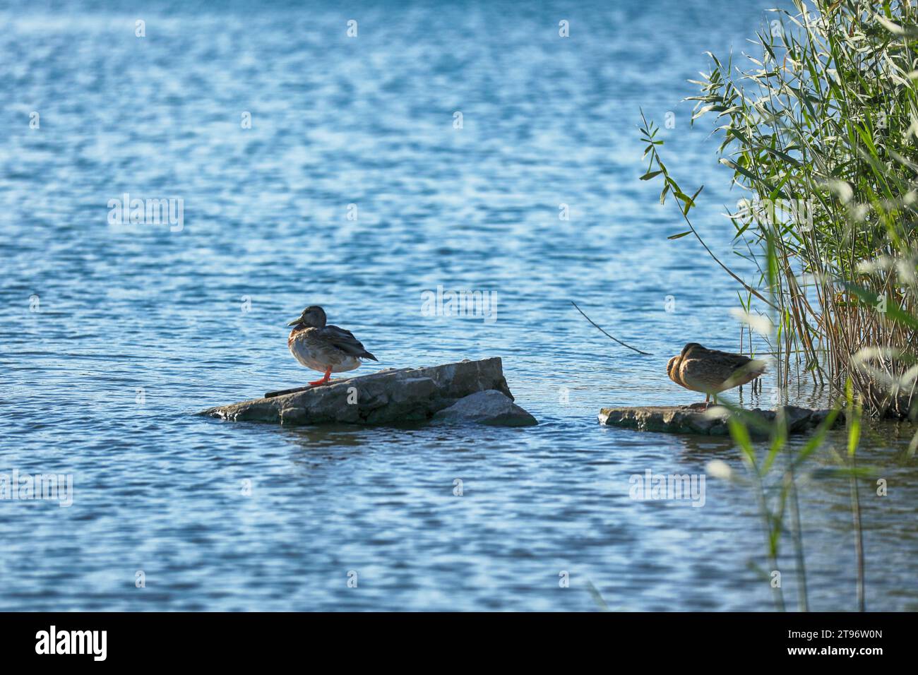 Anatre selvatiche sul fiume in estate. Fauna selvatica Foto Stock