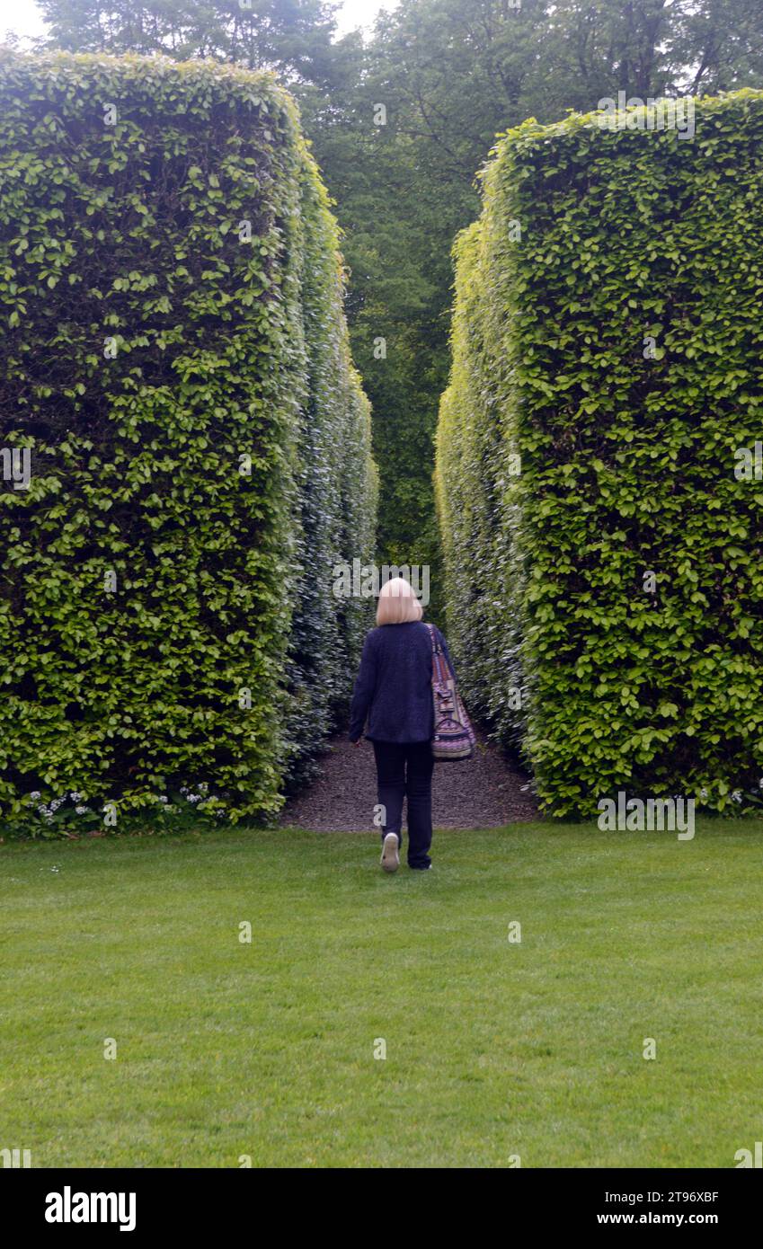 Woman Walking on Path through Tall Clipped Hedgerows at Levens Hall & Gardens, Kendal, Lake District National Park, Cumbria, Inghilterra, Regno Unito. Foto Stock