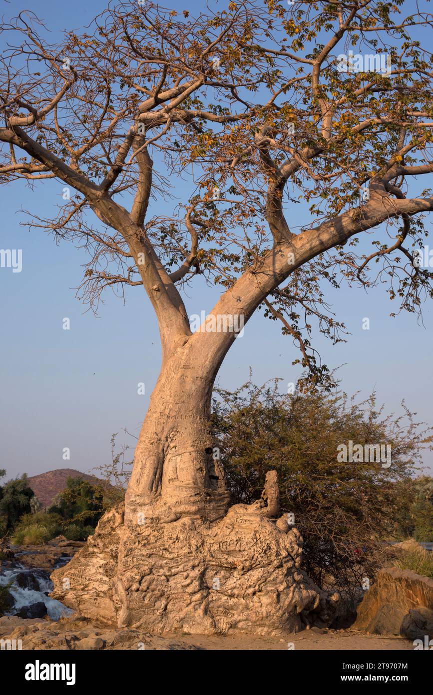 Baobab (Adansonia digitata). Questa foto è stata scattata nella Namibia settentrionale sulle rive del fiume Kunene, sulle cascate Epupa. Foto Stock