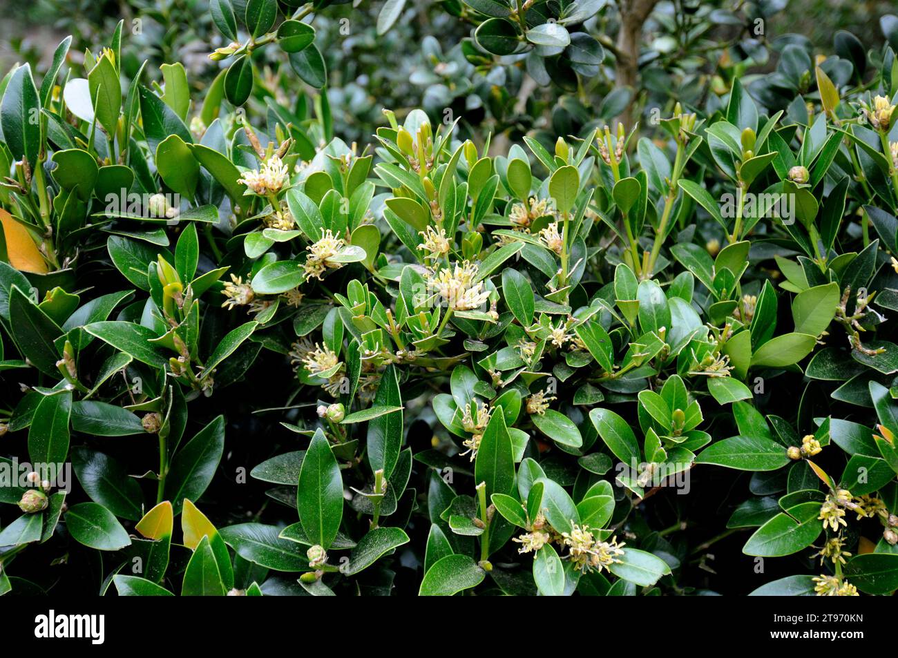 La scatola delle Baleari (Buxus balearica) è un arbusto originario di Maiorca, Andalusia e dell'Africa nordoccidentale. Foto Stock