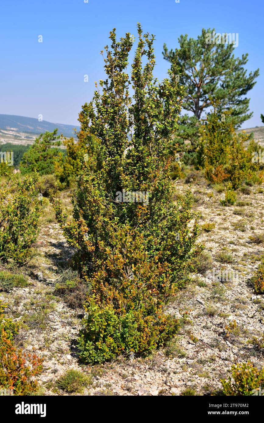 La scatola europea (Buxus sempervirens) è un arbusto sempreverde. Questa foto è stata scattata a Fortanete, alto Maestrazgo, provincia di Teruel, Aragona, Spagna. Foto Stock