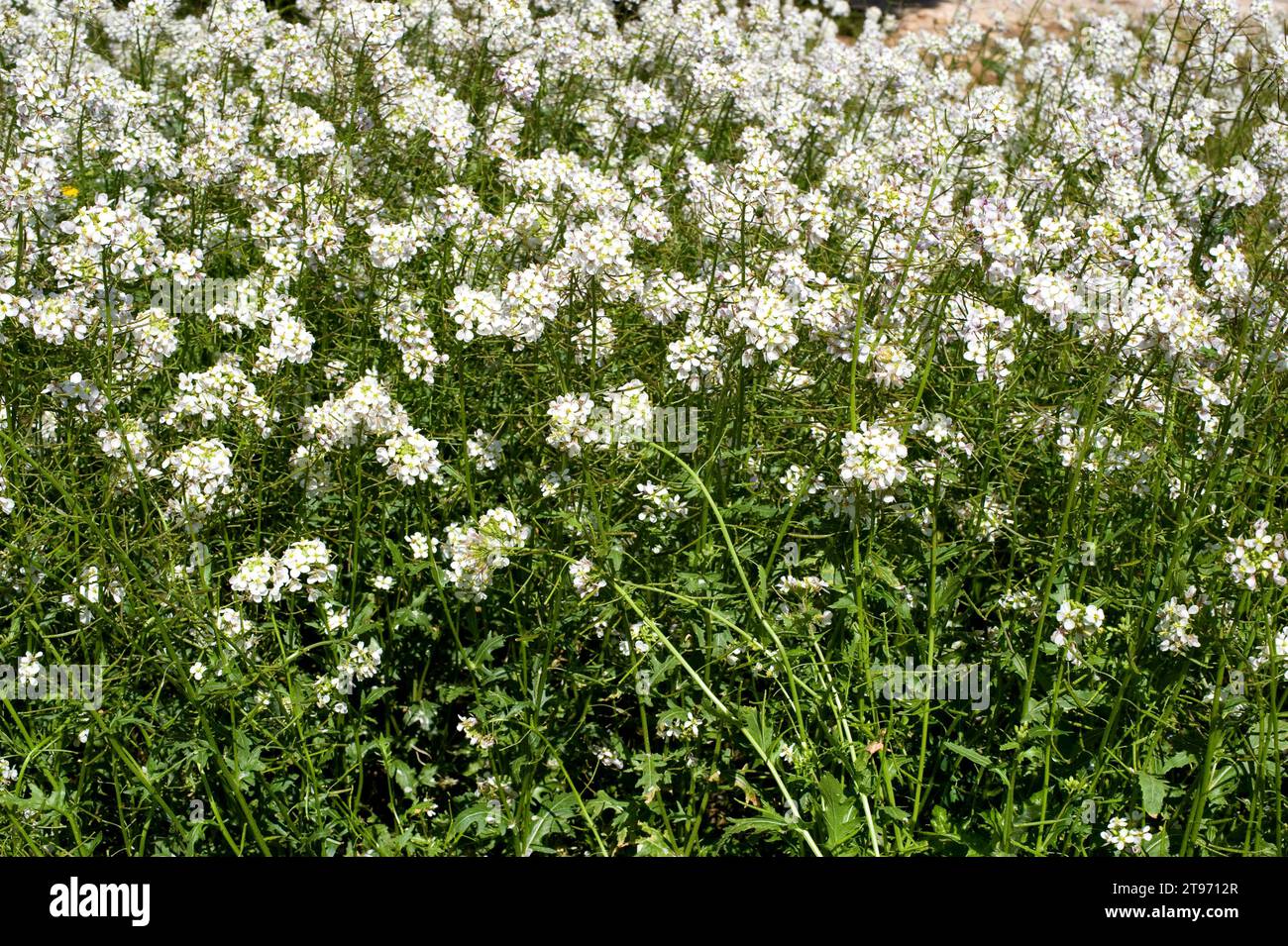 Il razzo bianco (Diplotaxis erucoides) è una famiglia annuale di Brassicaceae originaria del Mediterraneo occidentale. Questa foto è stata scattata a Tinensa de Benifass Foto Stock