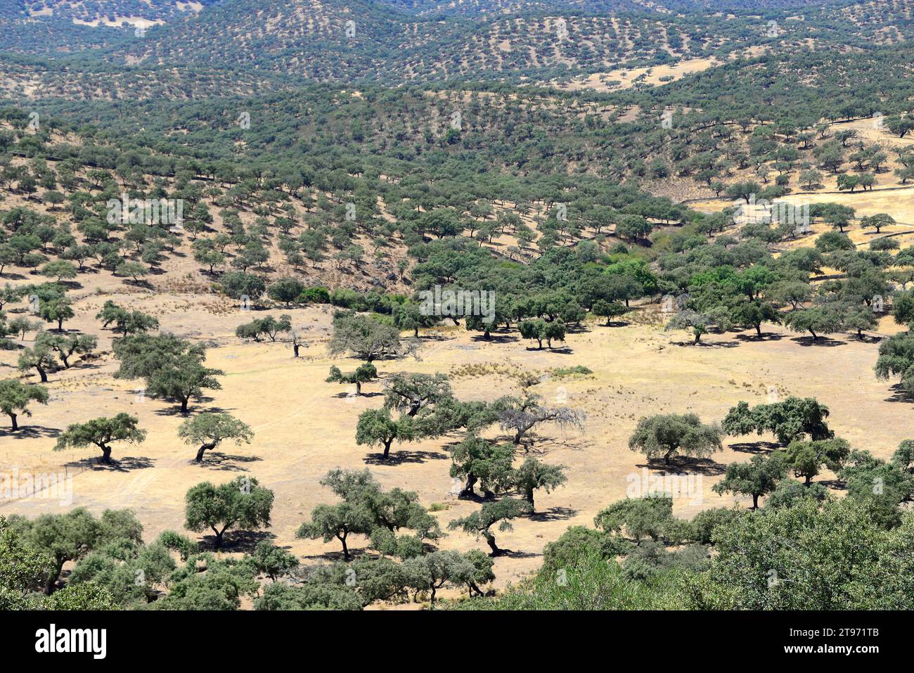 Dehesa di quercia sempreverde, rovere di holly o leccio (Quercus ilex rotundifolia o Quercus ballota). La quercia di Holm è un albero sempreverde originario del Peninsul iberico Foto Stock