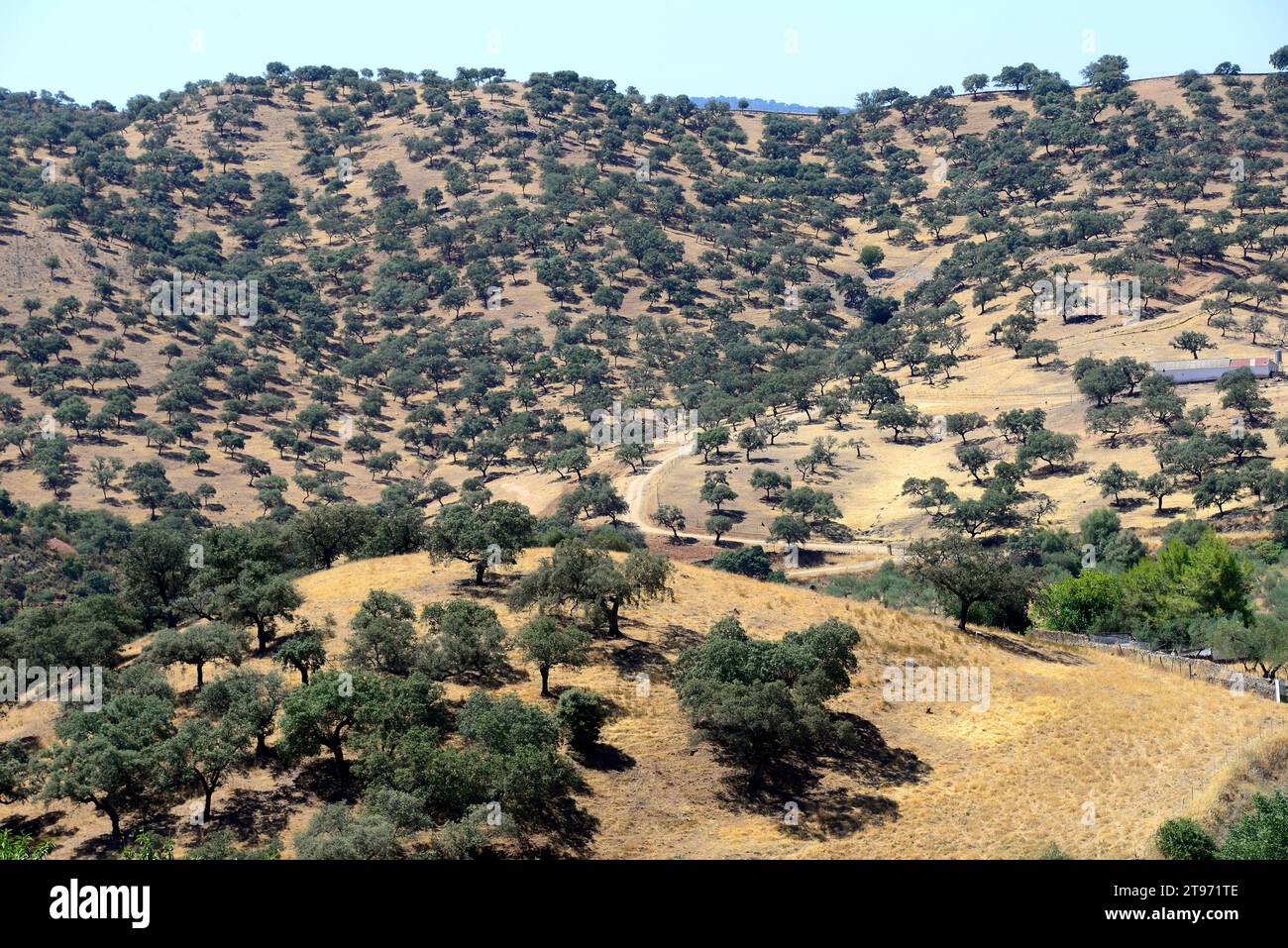 Dehesa di quercia sempreverde, rovere di holly o leccio (Quercus ilex rotundifolia o Quercus ballota). La quercia di Holm è un albero sempreverde originario del Peninsul iberico Foto Stock