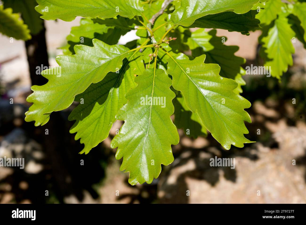 La quercia discendente o quercia pubescente (Quercus pubescens o Quercus humilis) è un albero deciduo originario dell'Europa meridionale e dell'Asia sud-occidentale dai Pirenei a tu Foto Stock