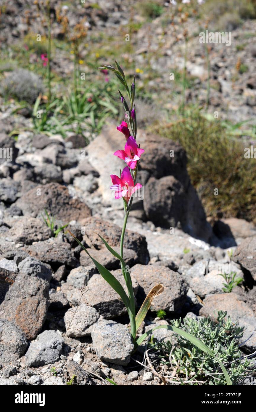 il gladiolus selvatico (Gladiolus illyricus) è una pianta perenne originaria del bacino del Mediterraneo. Questa foto è stata scattata nel Parco naturale di Cabo de Gata, Almeria pr Foto Stock