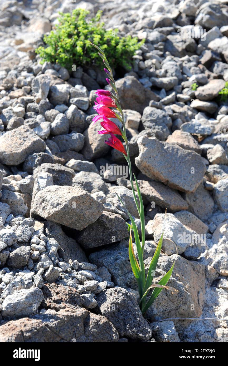 il gladiolus selvatico (Gladiolus illyricus) è una pianta perenne originaria del bacino del Mediterraneo. Questa foto è stata scattata nel Parco naturale di Cabo de Gata, Almeria pr Foto Stock