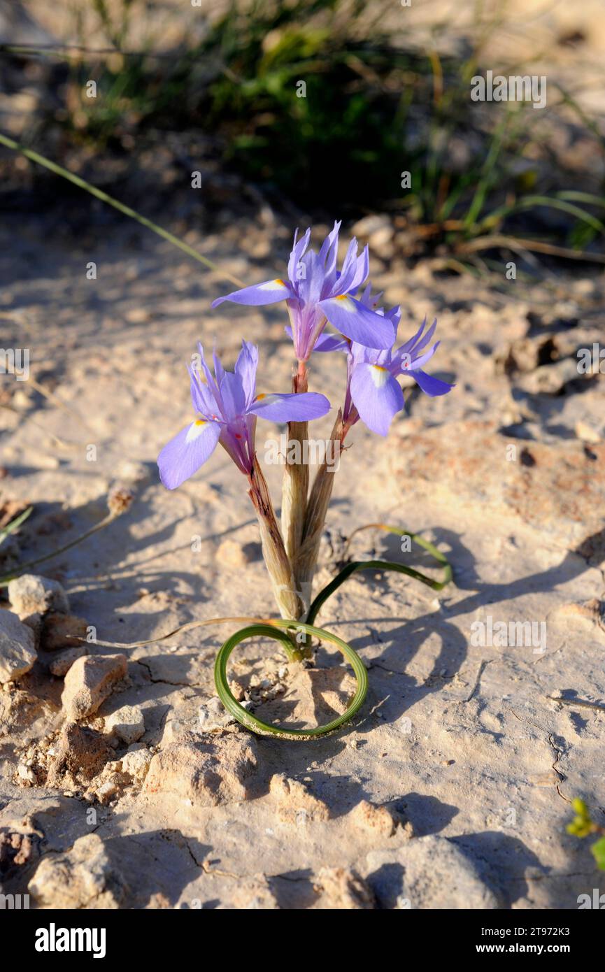 Il noce barbario (Gynandriris sisyrinchium o Moraea sisyrinchium) è una pianta perenne originaria della regione mediterranea e dell'Asia. Questa foto è stata scattata in ca Foto Stock