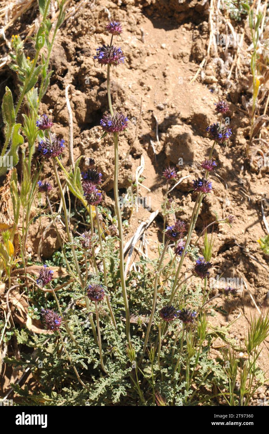 La salvia Chia (Salvia columbariae) è una pianta annuale originaria degli Stati Uniti sudoccidentali e della bassa California (Messico). Questa foto è stata scattata a Joshua Tree Nationa Foto Stock