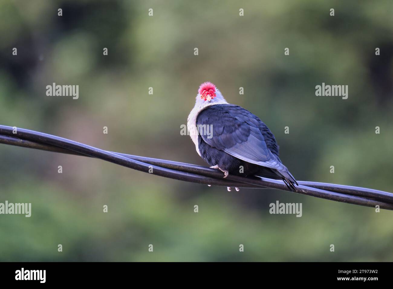 Piccione blu Seychelles su cavo elettrico, sfondo sfocato, Mahe, Seychelles Foto Stock