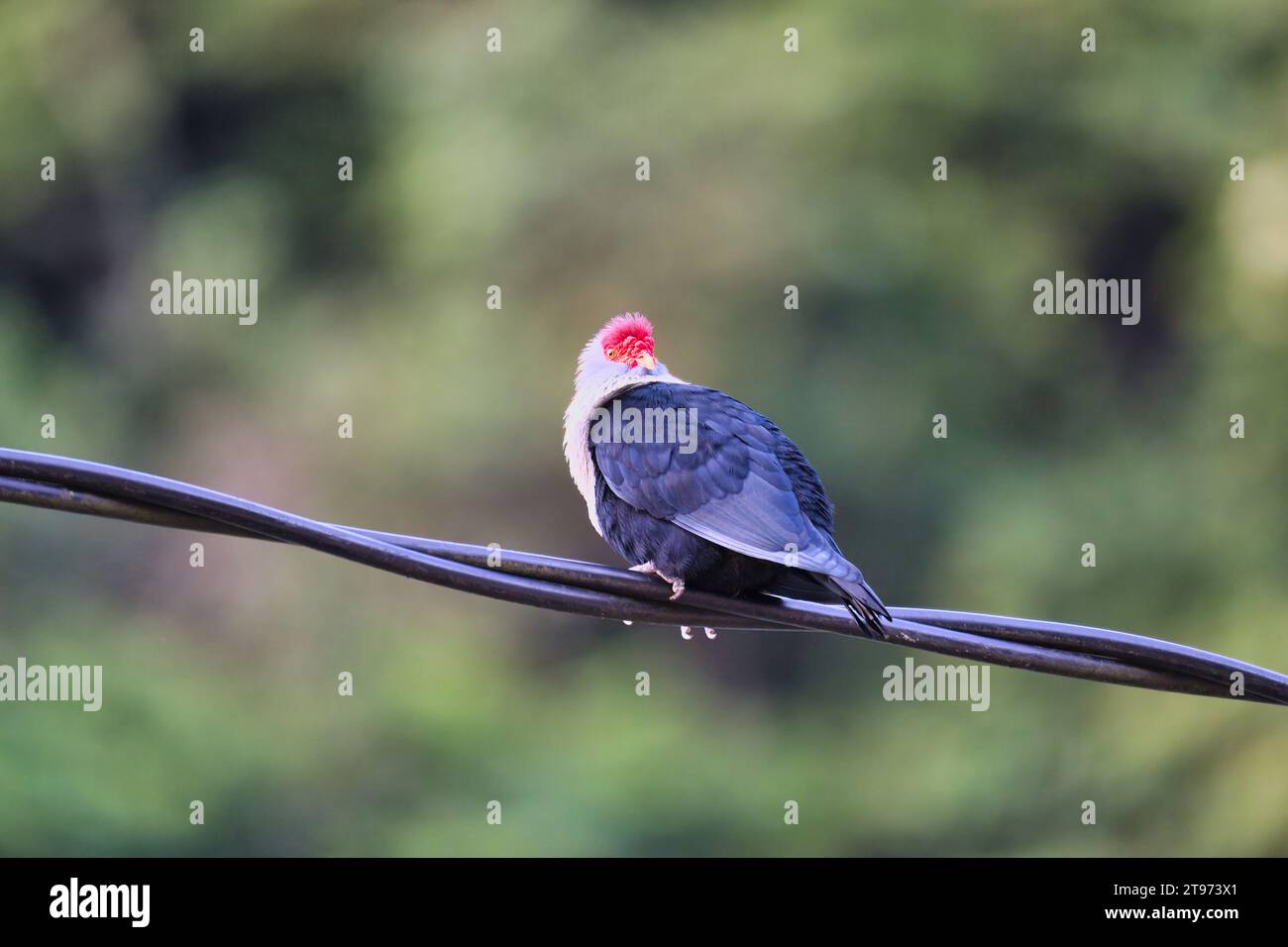 Piccione blu Seychelles su cavo elettrico, sfondo sfocato, Mahe, Seychelles Foto Stock