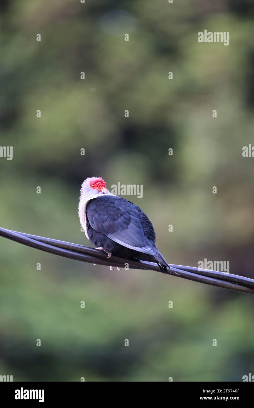 Piccione blu Seychelles su cavo elettrico, sfondo sfocato, Mahe, Seychelles Foto Stock