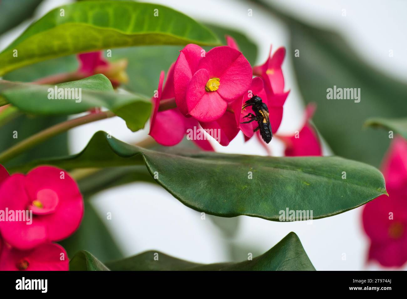 Nettare di raccolta WASP su Euphorbia milii rosso (corona di spine), Mahe, Seychelles Foto Stock