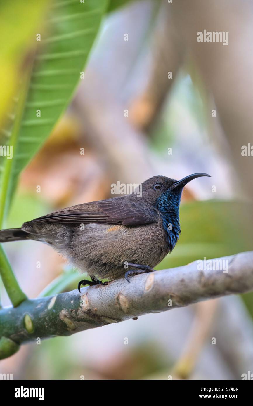 colibrì sul ramo dell'albero frangipani, sfondo sfocato, Mahe, Seychelles Foto Stock