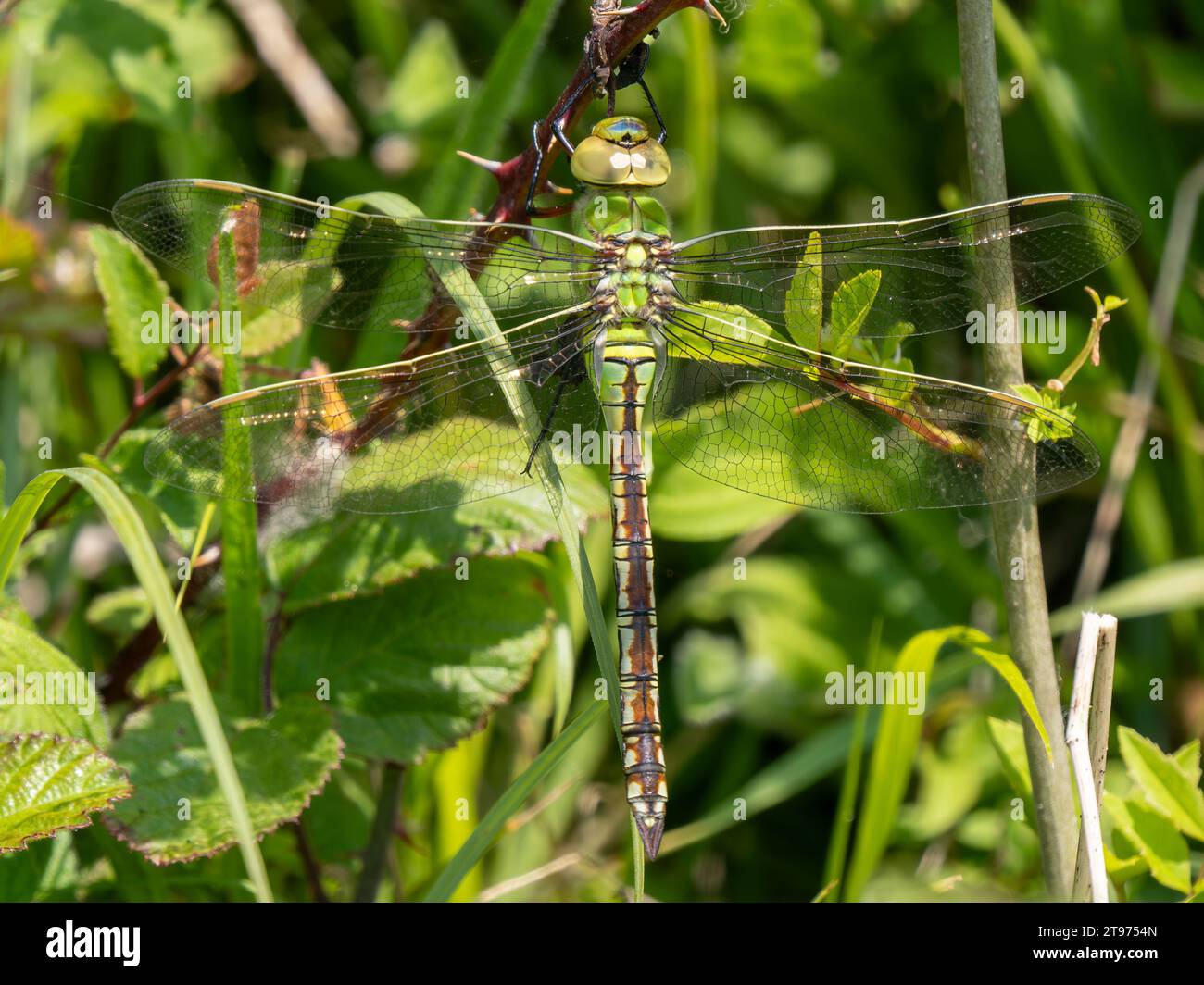 L'Imperatore Dragonfly riposa su un Bramble Foto Stock