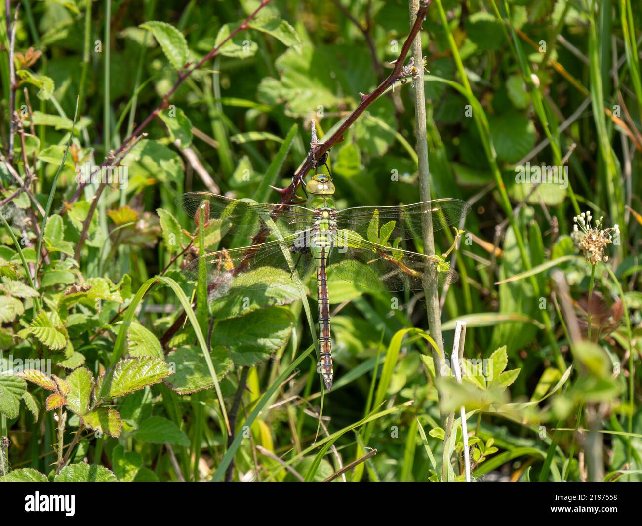 L'Imperatore Dragonfly riposa su un Bramble Foto Stock