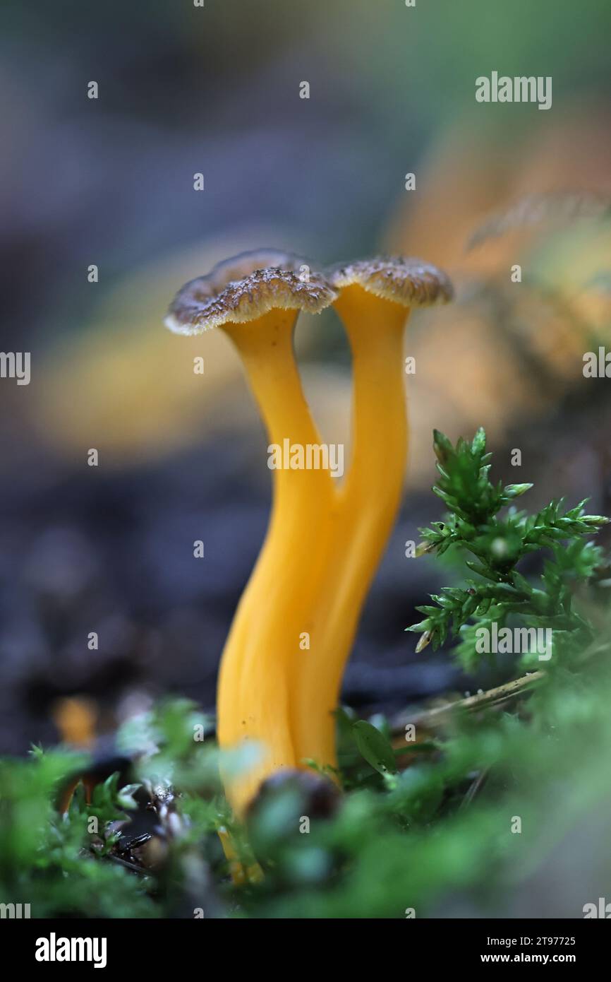 Craterellus lutescens, noto anche come Cantharellus lutescens, comunemente noto come piede giallo o Chanterelle d'oro, funghi selvatici dalla Finlandia Foto Stock