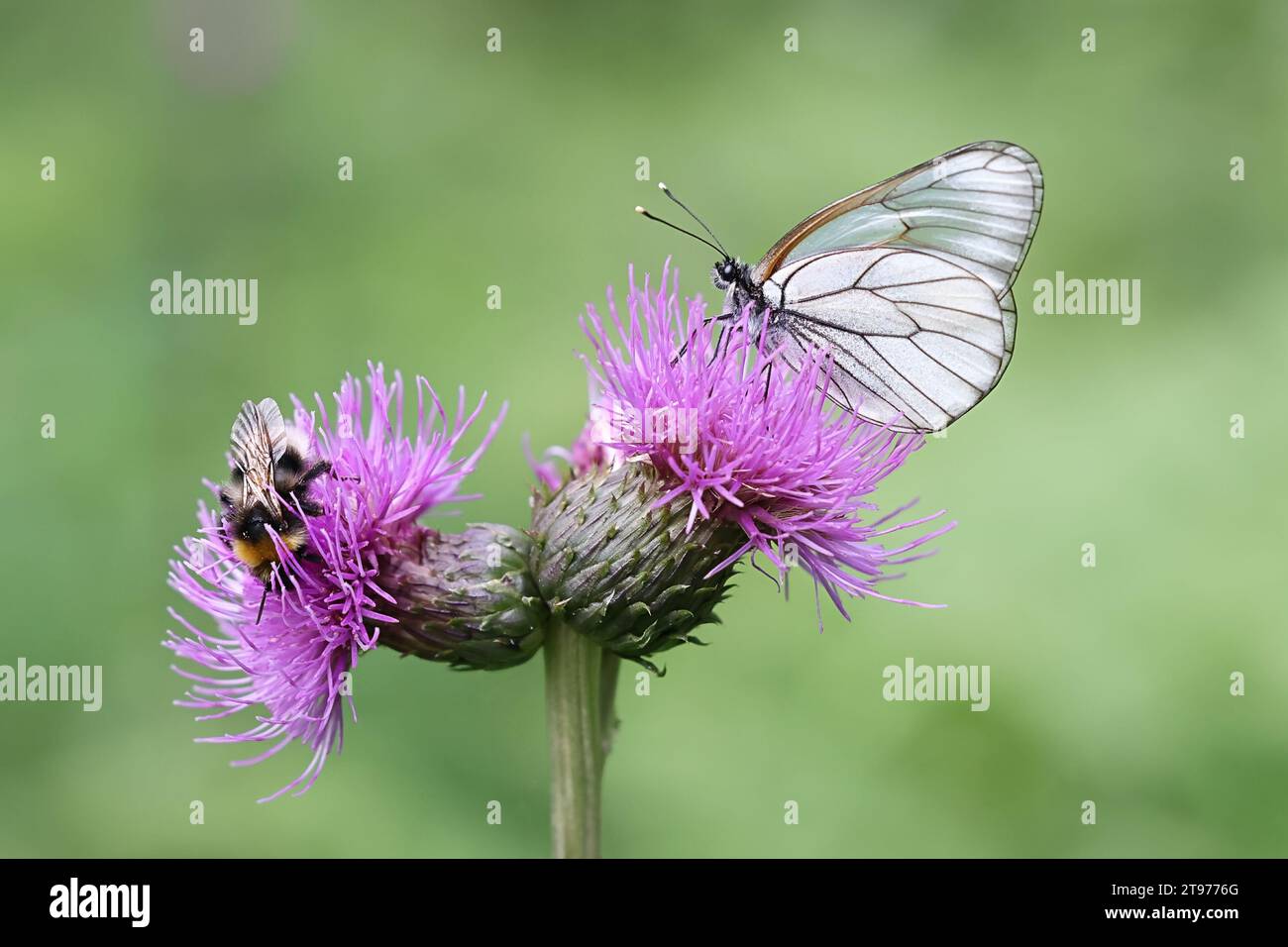 Aporia crataegi, conosciuta come Black Veined White, e bumblebee che si nutrono di Cardo strisciante, Cirsium arvense Foto Stock