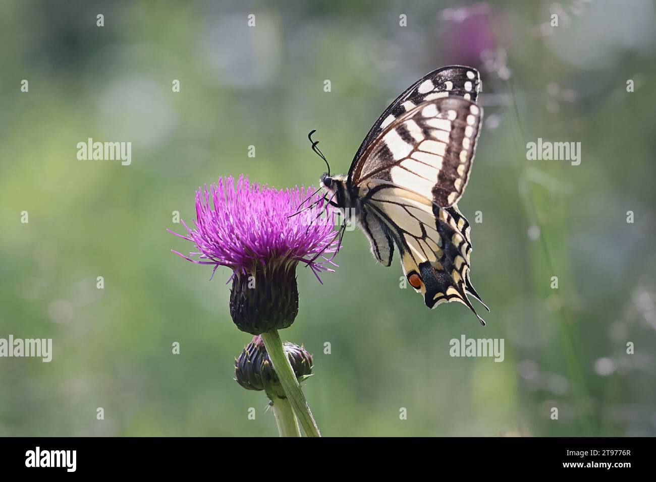 Papilio machaon, comunemente noto come coda di rondine o coda di rondine del vecchio mondo, che si nutre di cardo malinconico in Finlandia Foto Stock