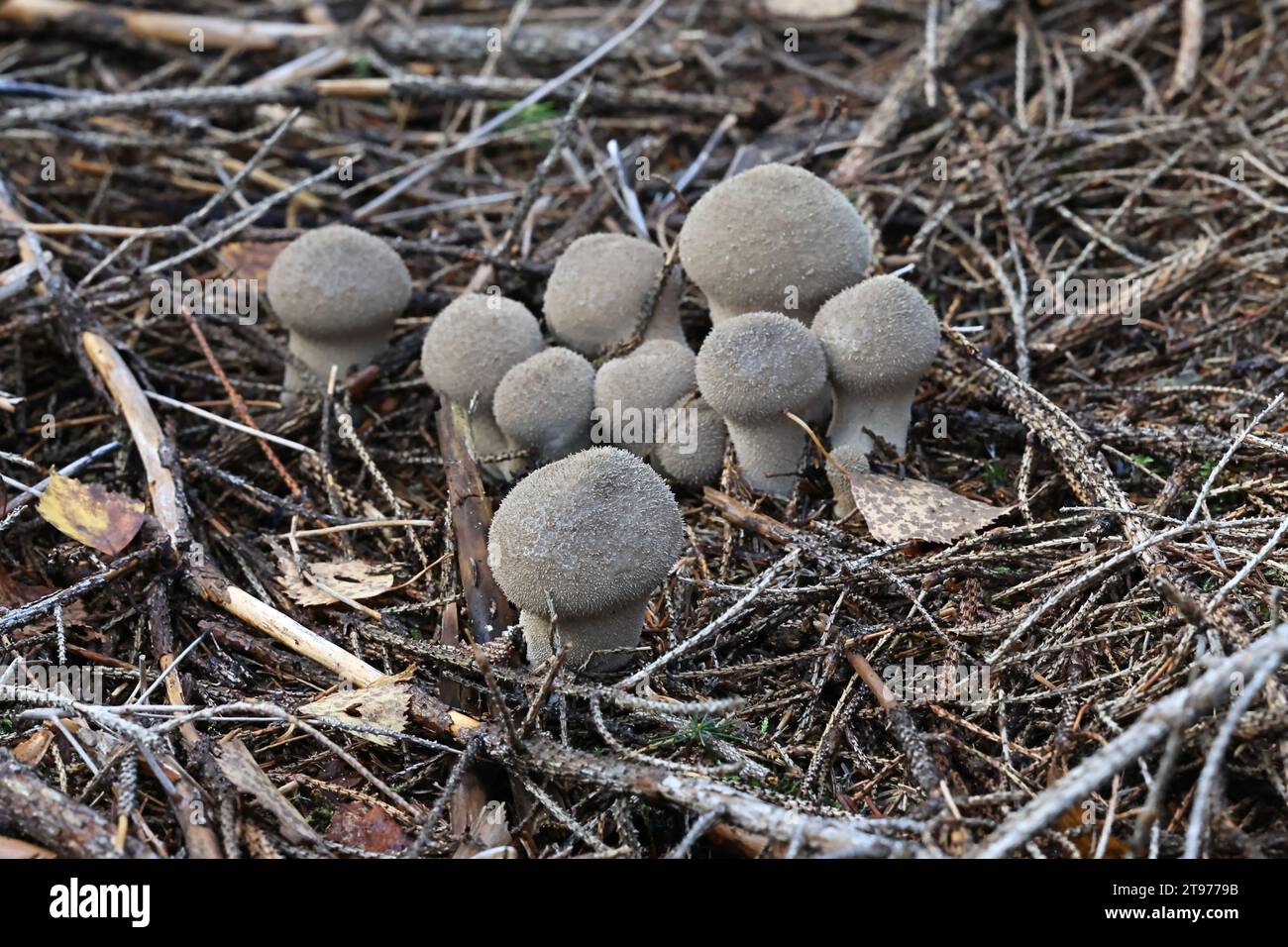 Lycoperdon excipuliforme, noto come Pestle puffball o palla a gambo lungo Foto Stock