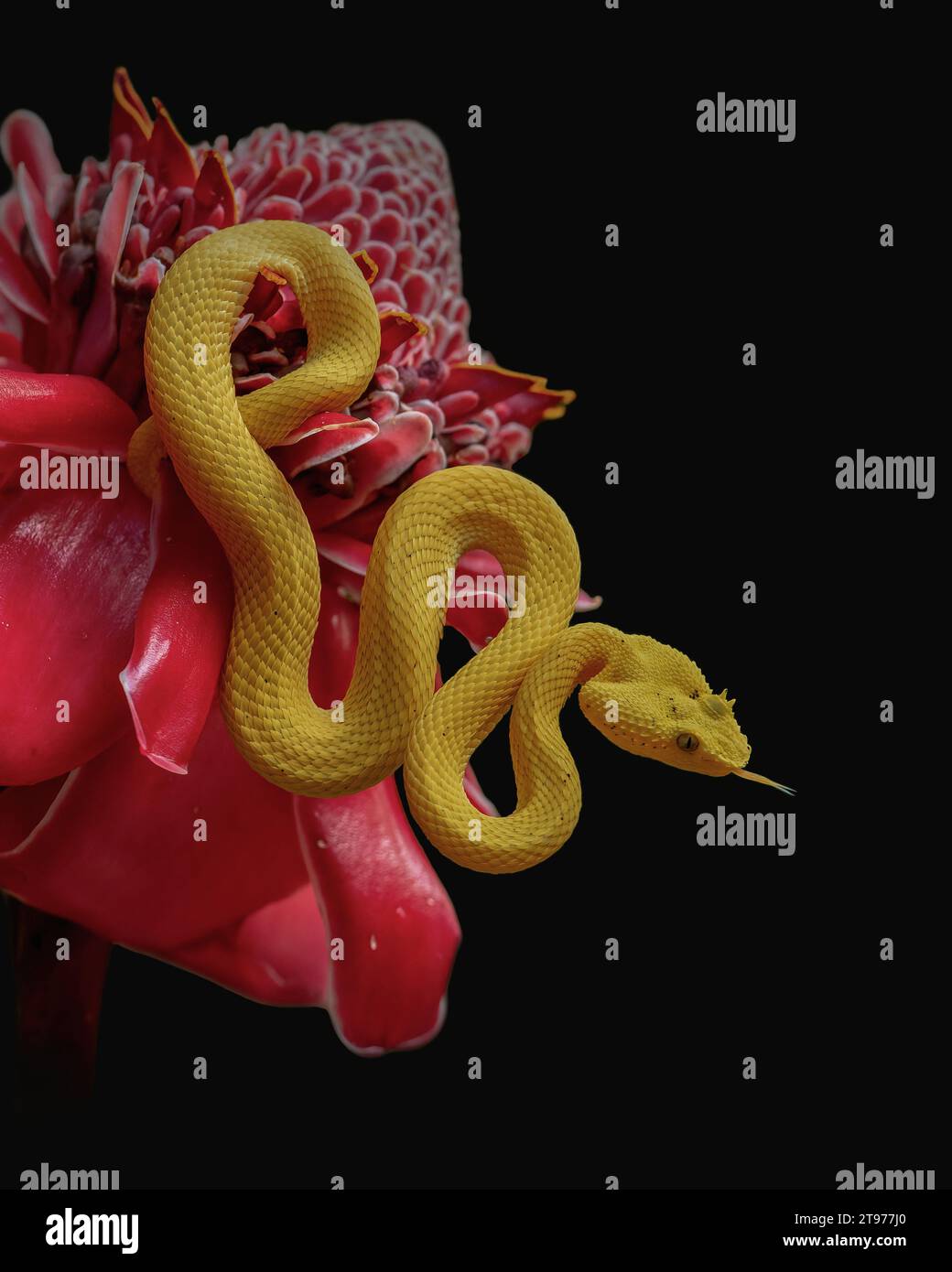 sibilante serpente velenoso su un fiore rosso nella foresta pluviale Foto Stock