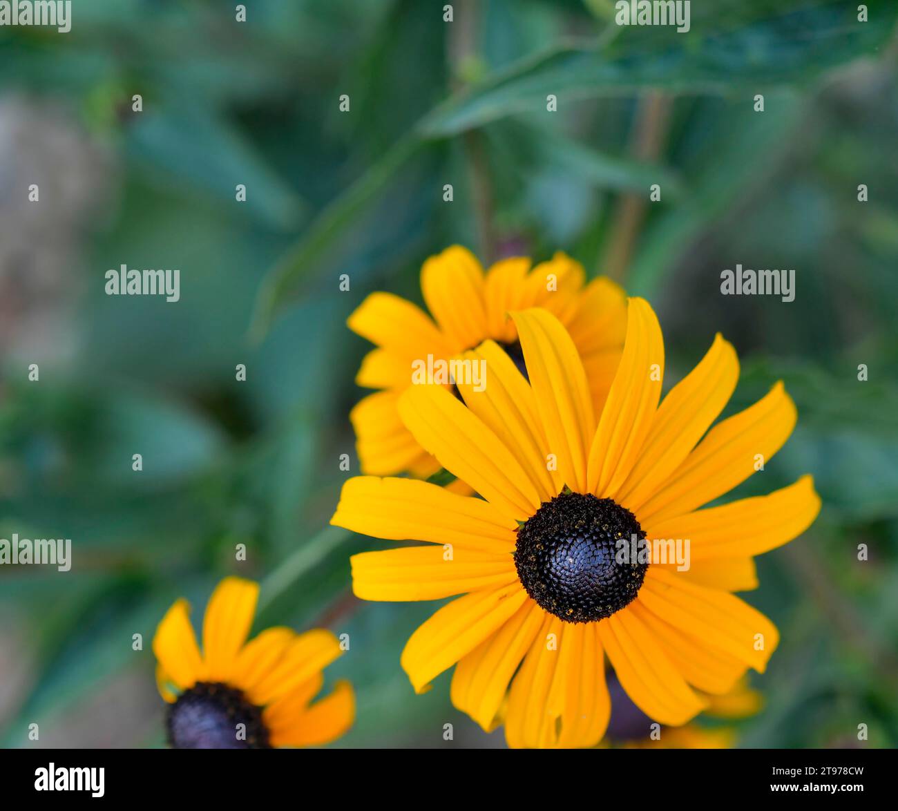 Piante di Rudbeckia, fiori gialli e marroni delle Asteraceae. Fiori di Susan dagli occhi neri (marrone). I fiori stellati di queste piante robuste e a fioritura lunga Foto Stock