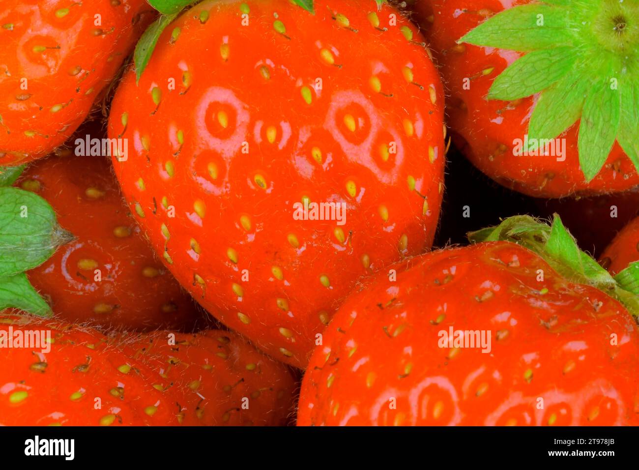Macro shot a colori di fragole. Foto di fragole adatte come concetto per l'estate, rinfreschi estivi, feste serali in giardino. Concetto per la risoluzione Foto Stock