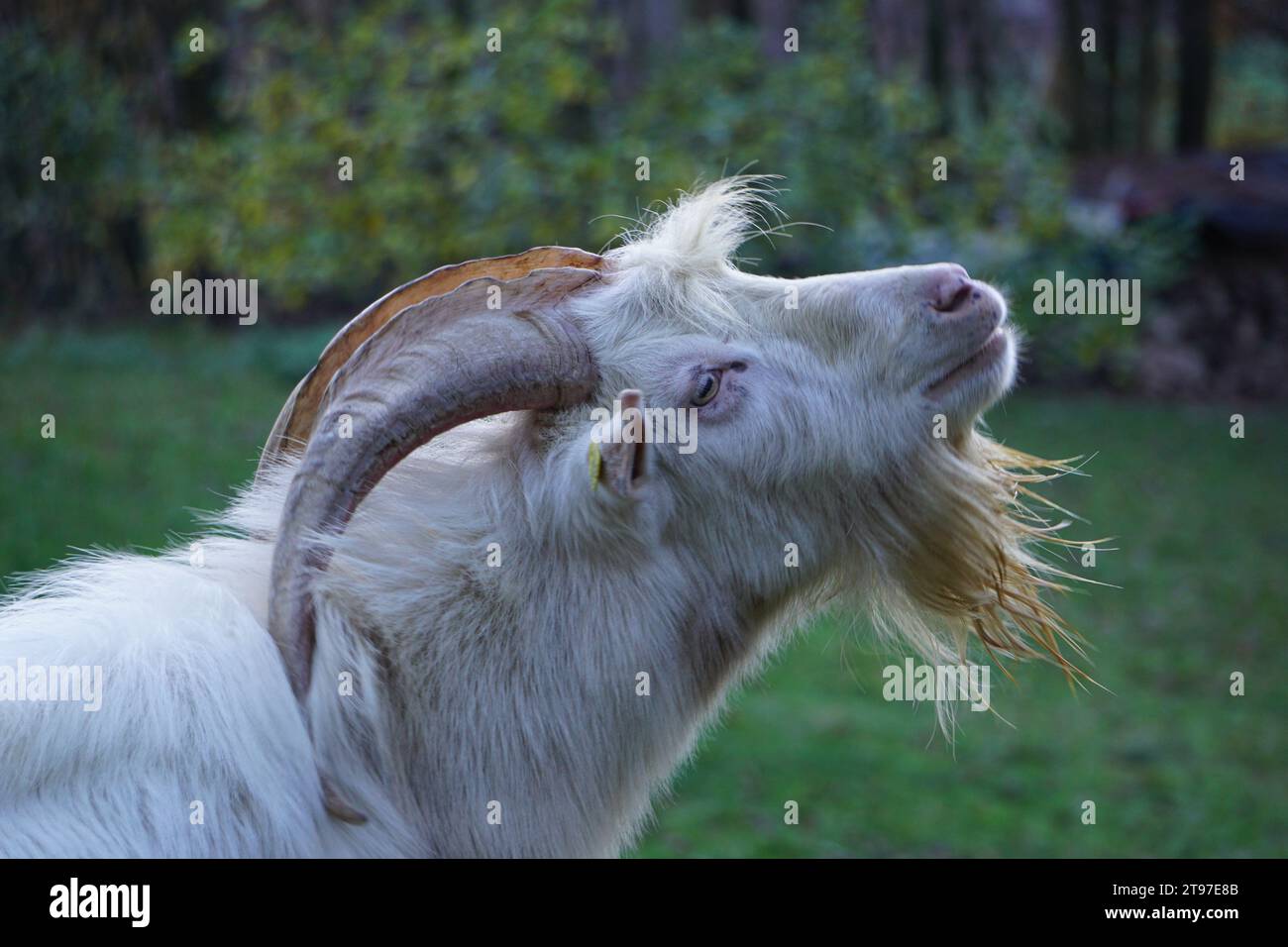 Una capra dalla pelliccia bianca con lunghe corna a spirale Foto Stock