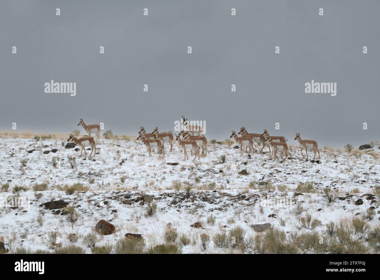 Pronghorn (Antilocapra americana). Buck cerca di tenere il controllo del suo gregge durante la stagione degli accoppiamenti. Parco nazionale di Yellowstone, Wyoming, Stati Uniti. Foto Stock