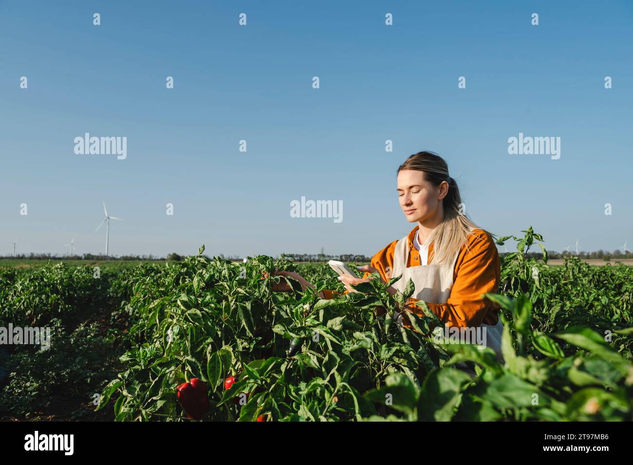 Contadino che tocca le piante con lo smartphone sotto il cielo della fattoria Foto Stock