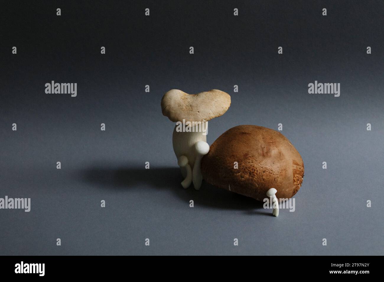 Funghi commestibili su sfondo grigio Foto Stock