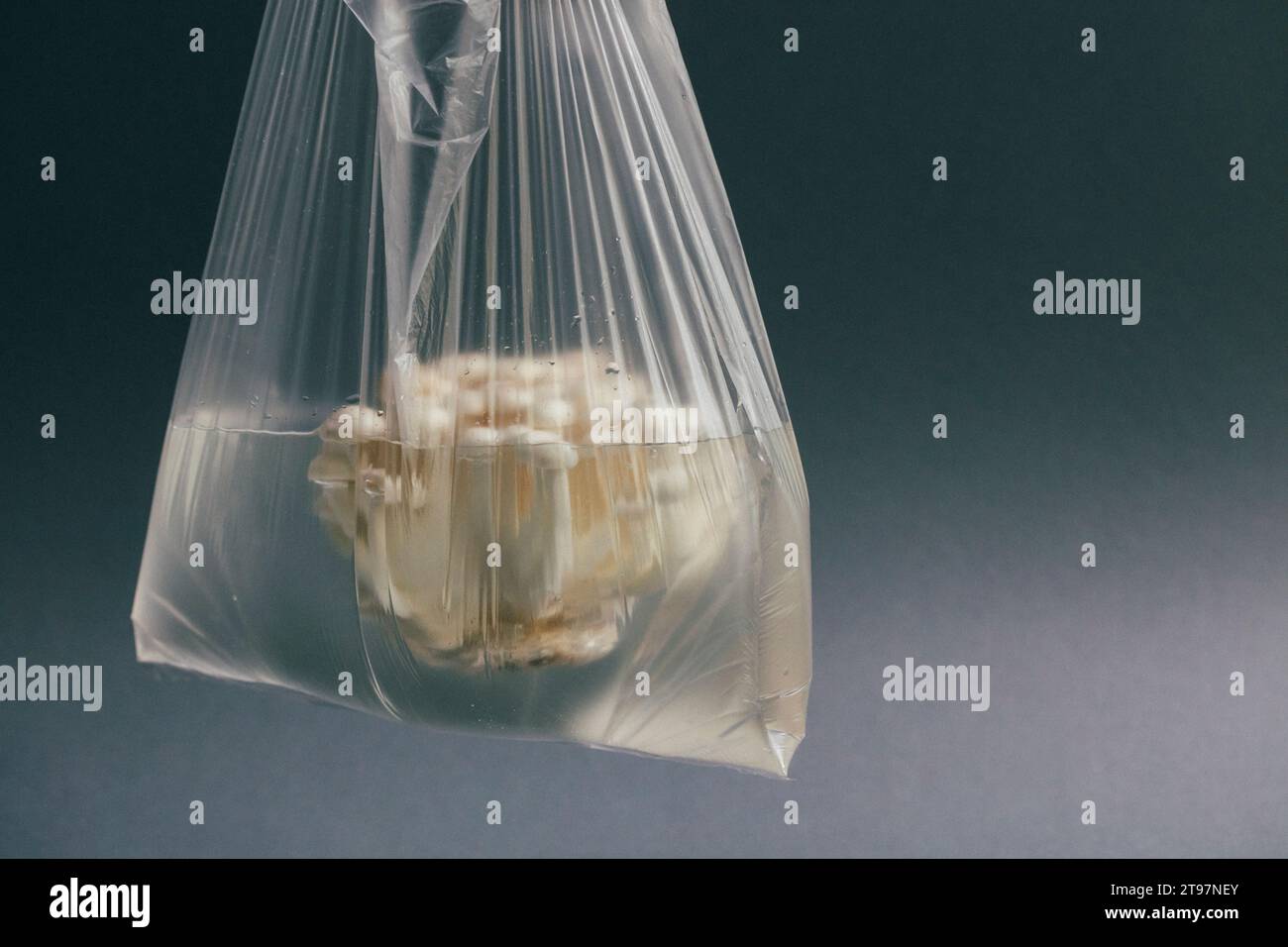 Funghi bianchi in sacchetto di plastica riempito d'acqua Foto Stock