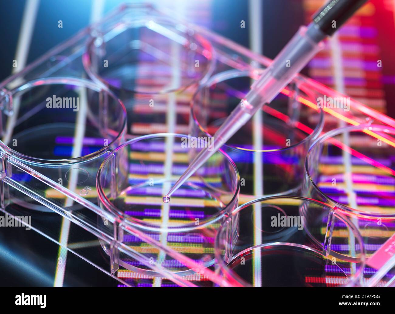 Pipettaggio del campione in piastra multipozzetto per l'analisi del DNA Foto Stock