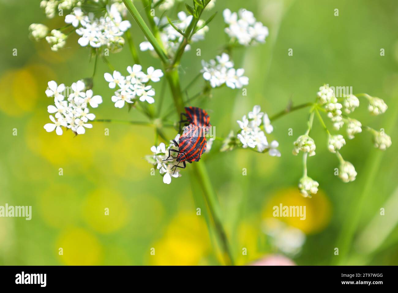 European Minstrel Bug o Italian Striped Shield bug (Graphosoma lineatum) che si arrampica su un mucchio d'erba Foto Stock