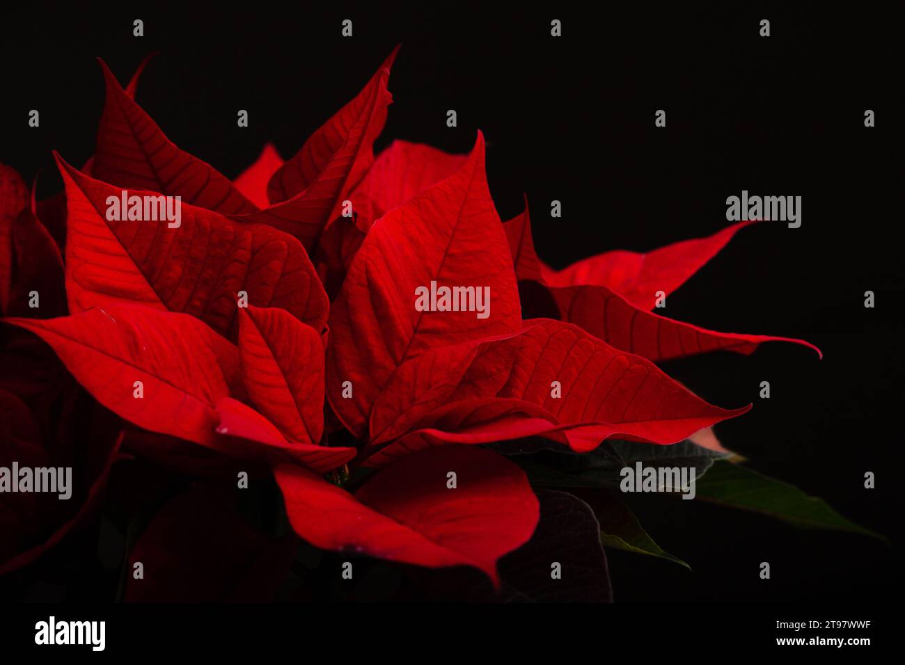 rosso poinsettia fiore primo piano su sfondo scuro, inverno natale concetto Foto Stock