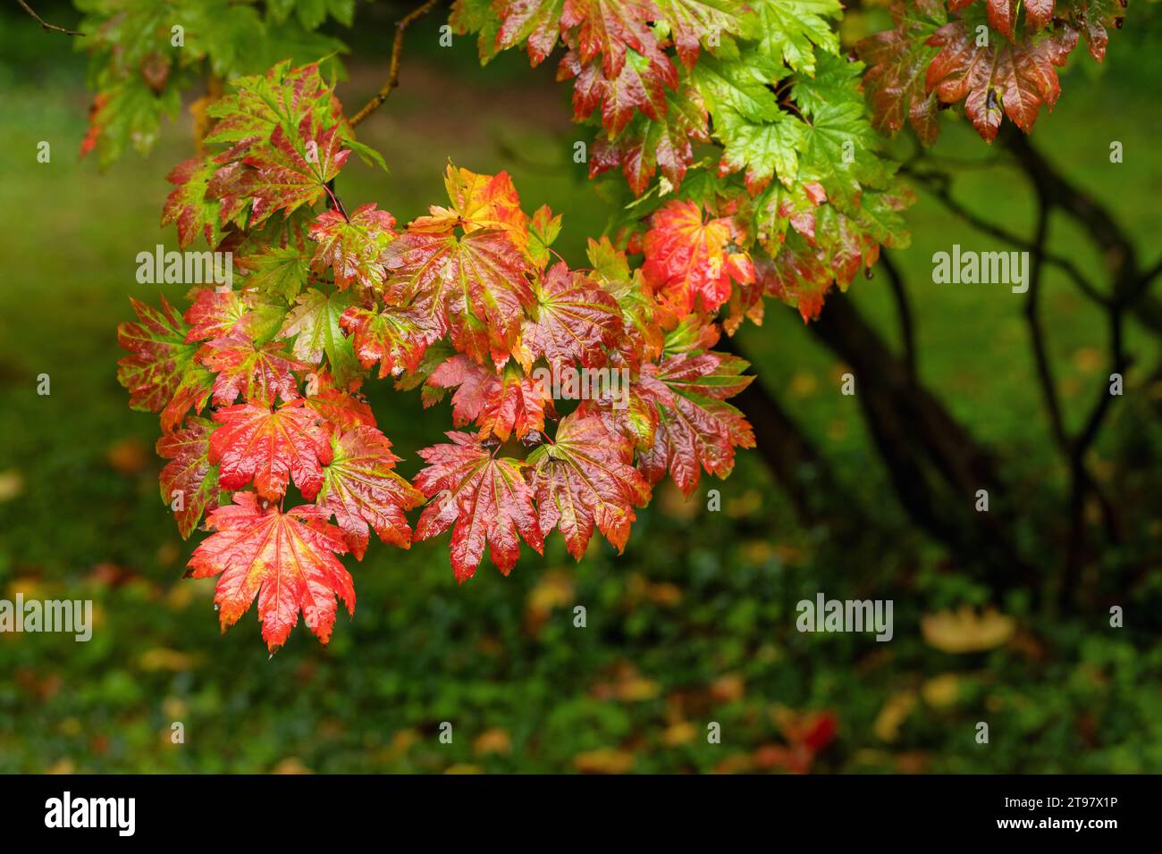 Primo piano delle foglie d'autunno bagnate di Acer japonicum Vitifolium / Acero lievitato di vite ricoperto da gocce di pioggia. Westonbirt Arboretum, Inghilterra, Regno Unito Foto Stock