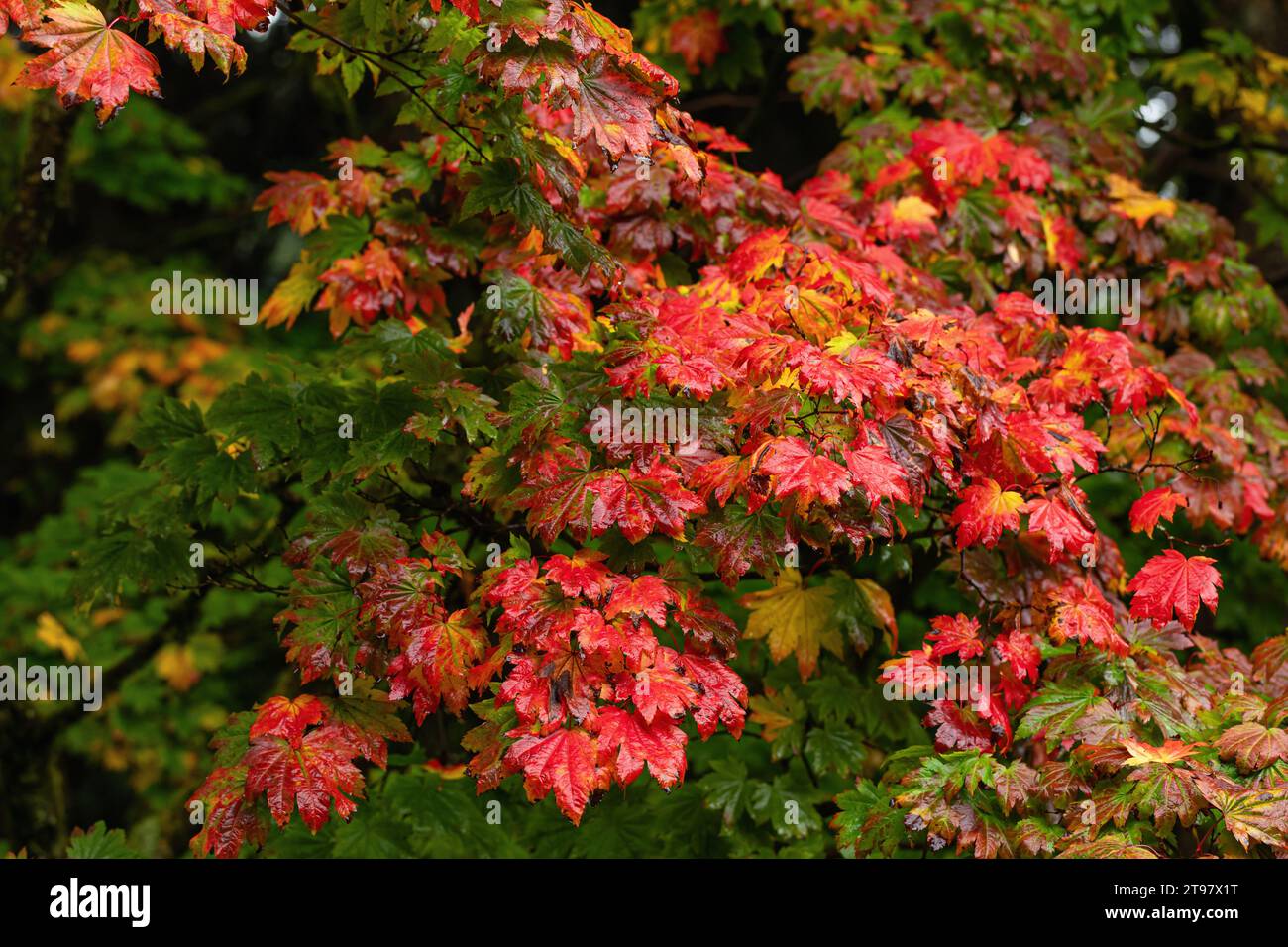 Primo piano delle foglie d'autunno bagnate di Acer japonicum Vitifolium / Acero lievitato di vite ricoperto da gocce di pioggia. Westonbirt Arboretum, Inghilterra, Regno Unito Foto Stock