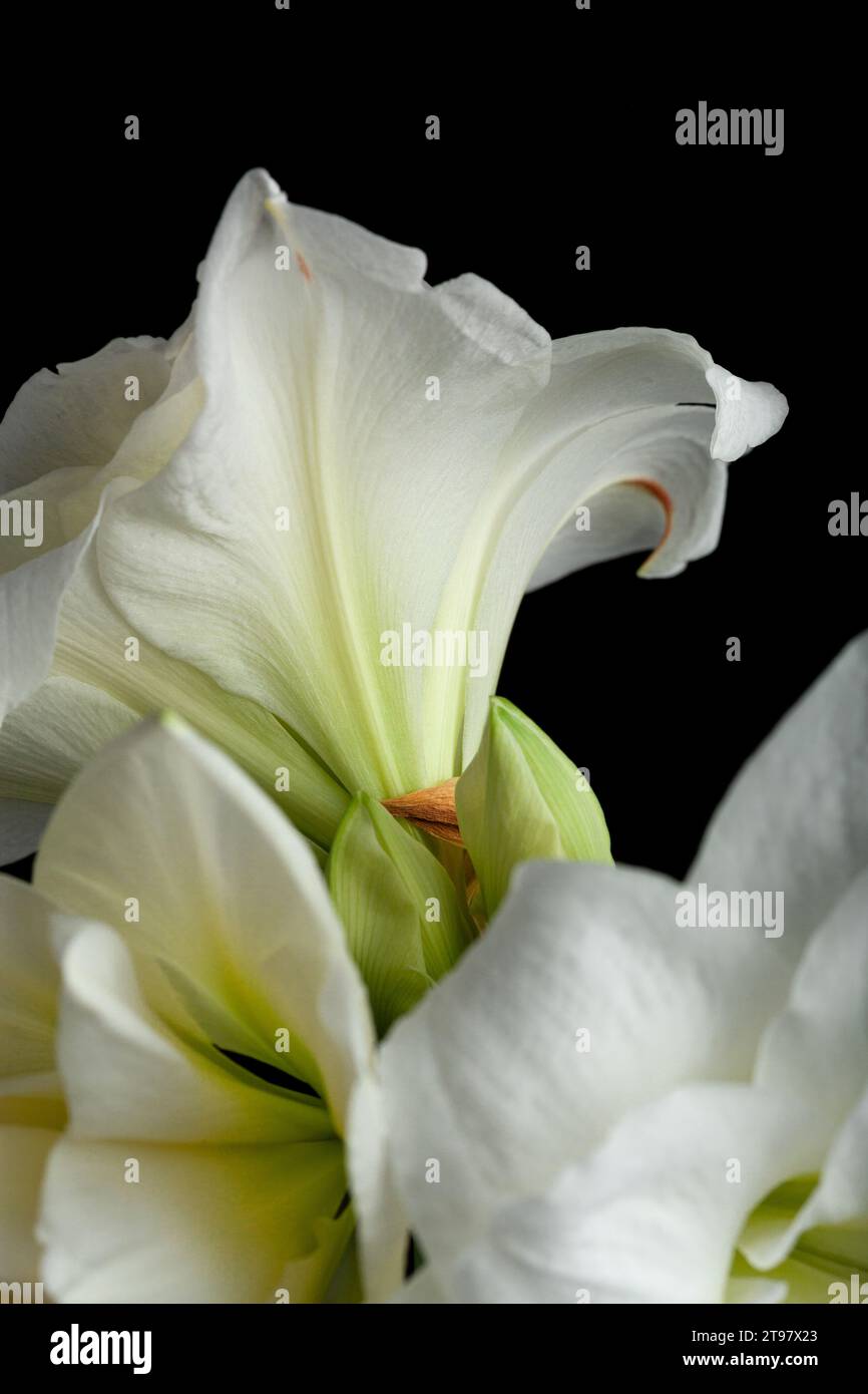 bianco inverno fiore di natale amaryllis su sfondo nero Foto Stock
