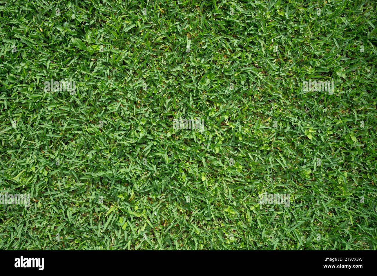 Prato bagnato in erba verde sopra l'alto vista ravvicinata con rugiada in pioggia Foto Stock