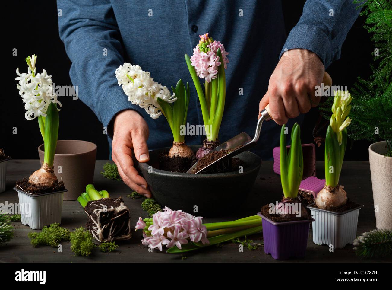 uomo giardiniere piantando inverno o fiori primavera giacinto su sfondo nero Foto Stock