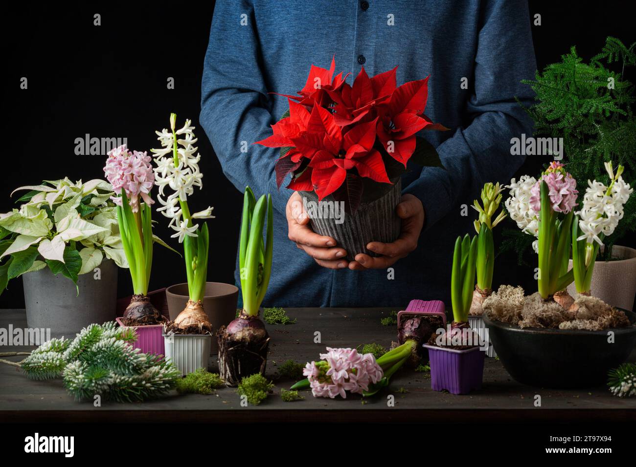 uomo giardiniere che pianta fiori invernali o primaverili hyacinth poinsettia su sfondo nero Foto Stock