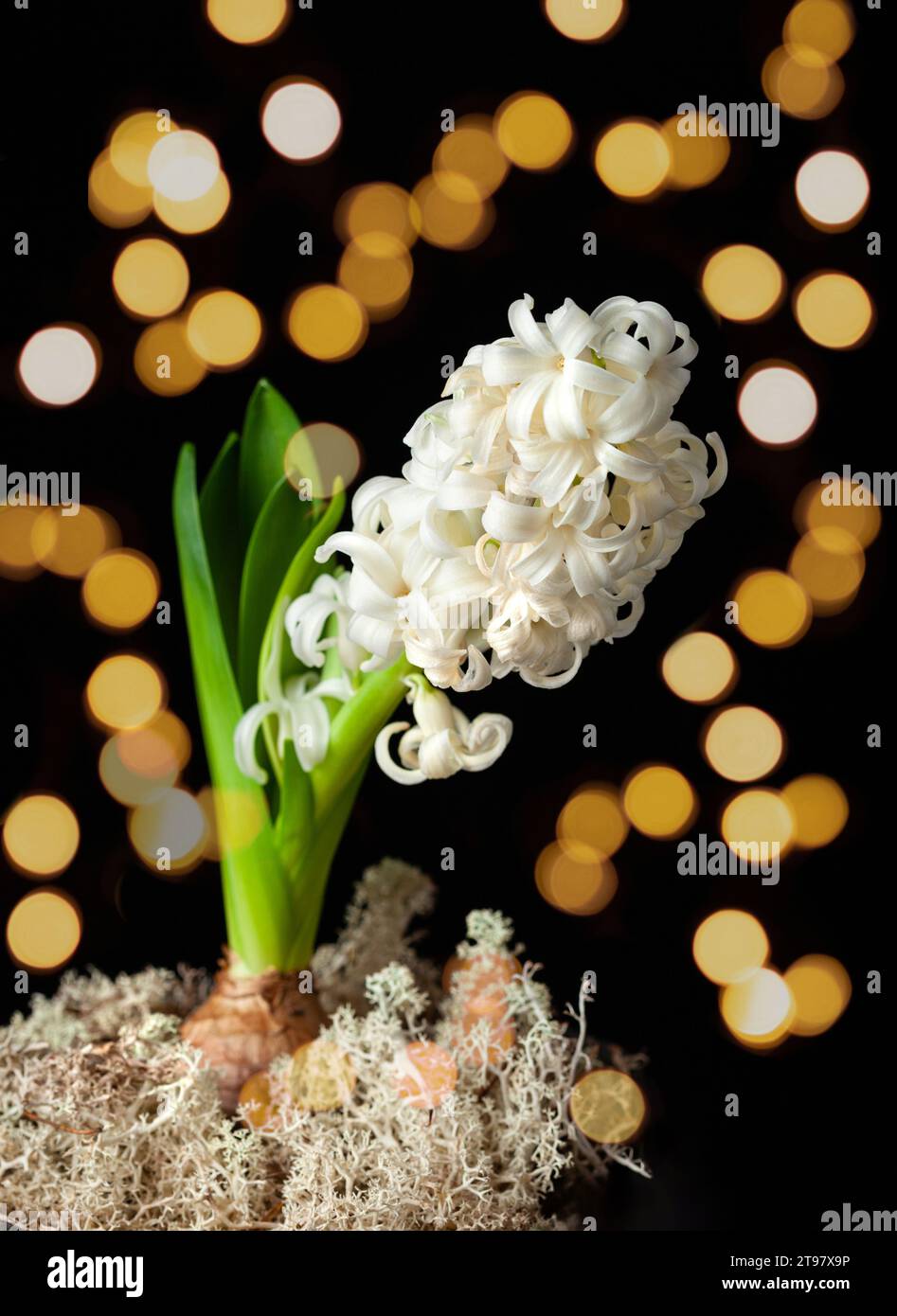 bianco giacinto tradizionale inverno natale o primavera fiore su sfondo nero Foto Stock